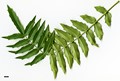 SpeciesSub: subsp. lomariifolia var. tenuifoliola